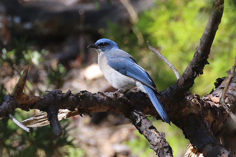 Transvolcanic Jay