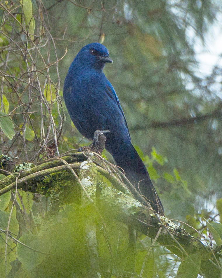 Unicolored Jay
