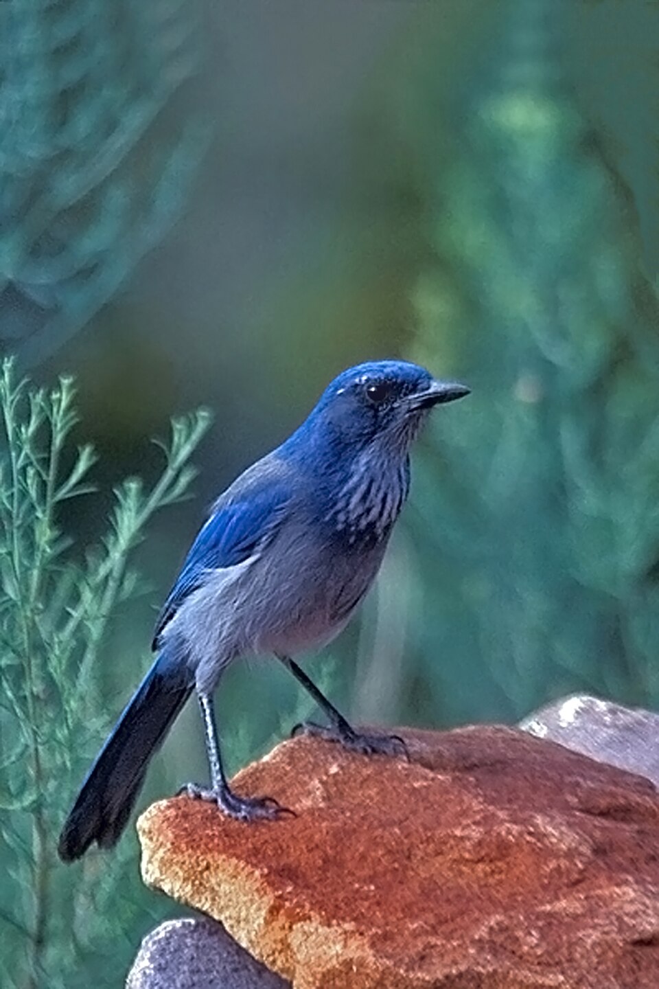Woodhouse's Scrub Jay