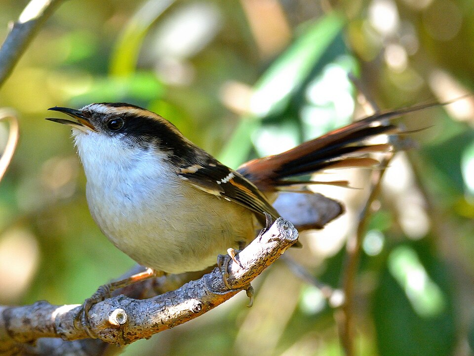 Thorn-tailed Rayadito