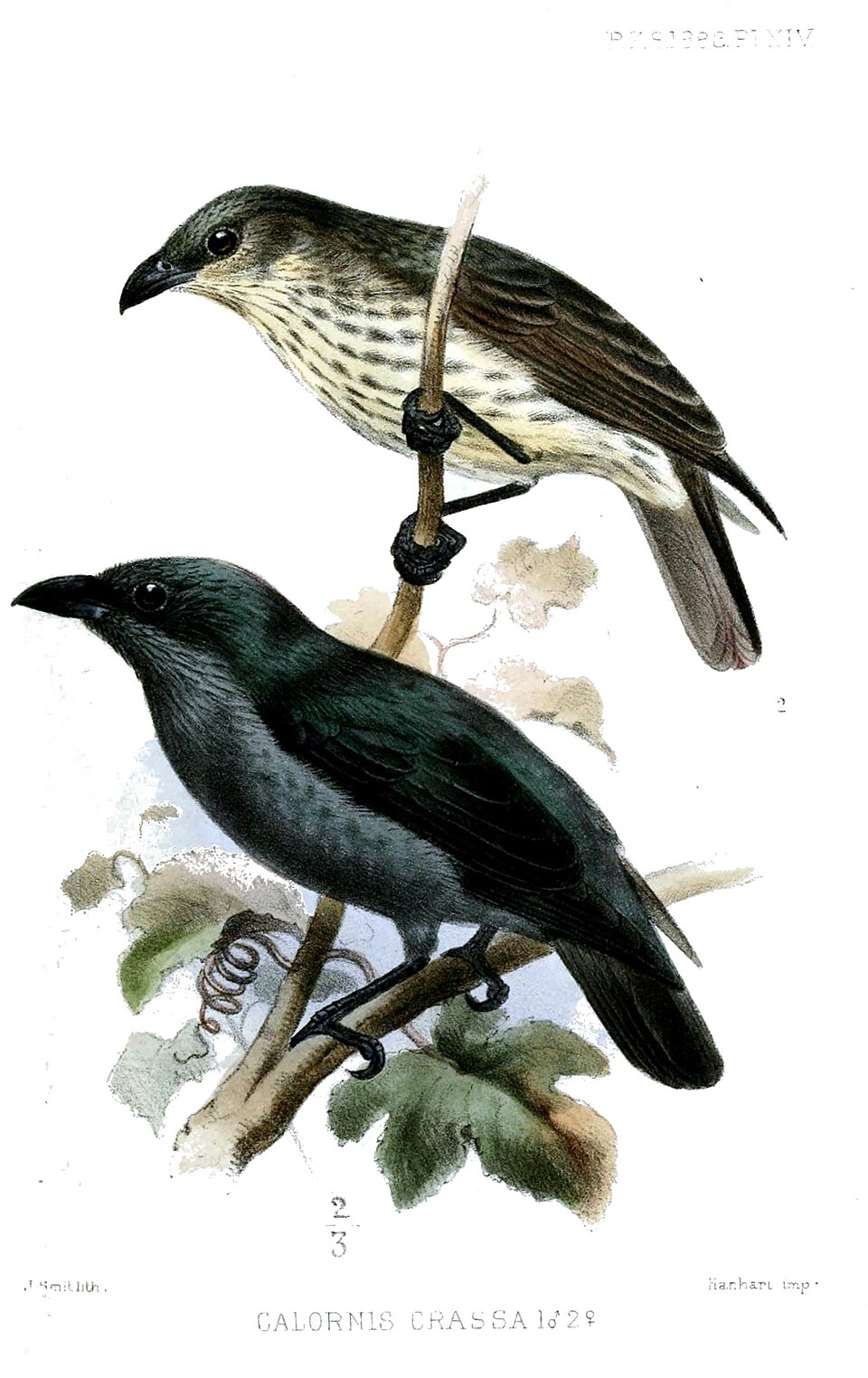 Tanimbar Starling