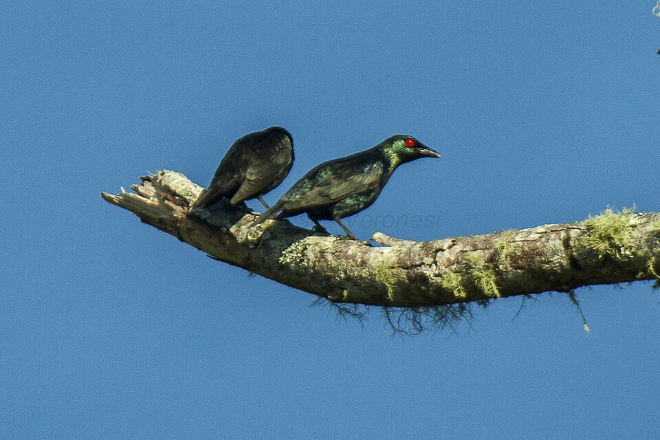 Short-tailed Starling