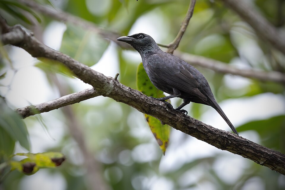 Moluccan Starling