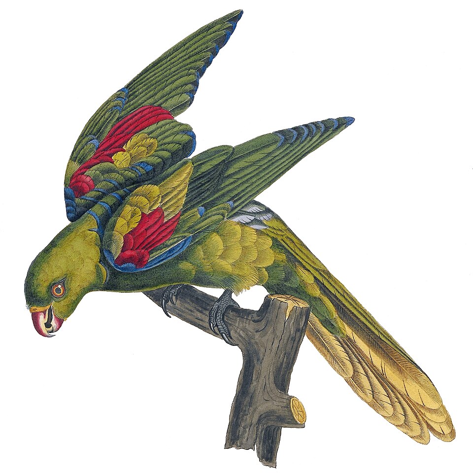 Jonquil Parrot