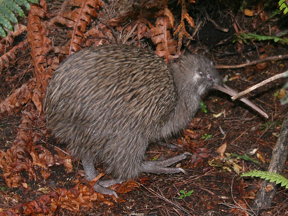 Southern Brown Kiwi