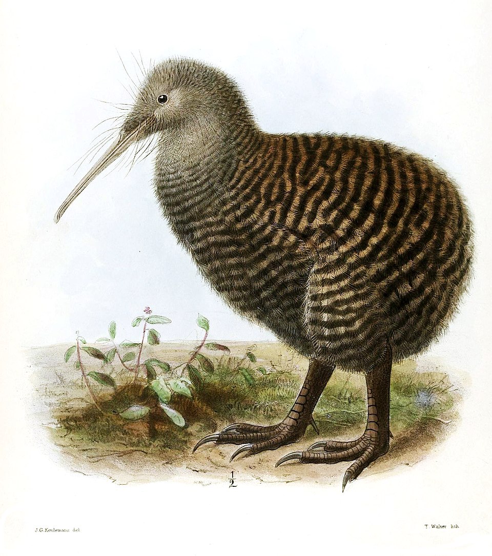Great Spotted Kiwi
