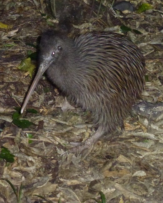 Okarito Kiwi