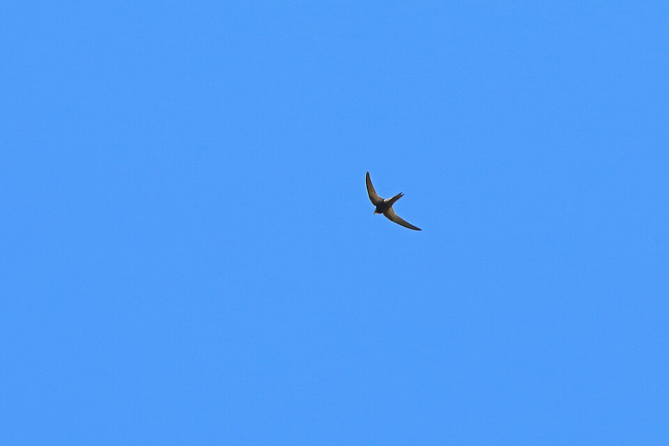 Malagasy Black Swift