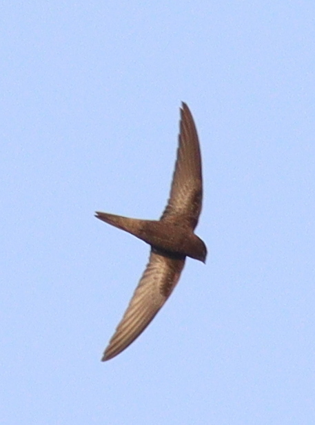 Bates's Swift