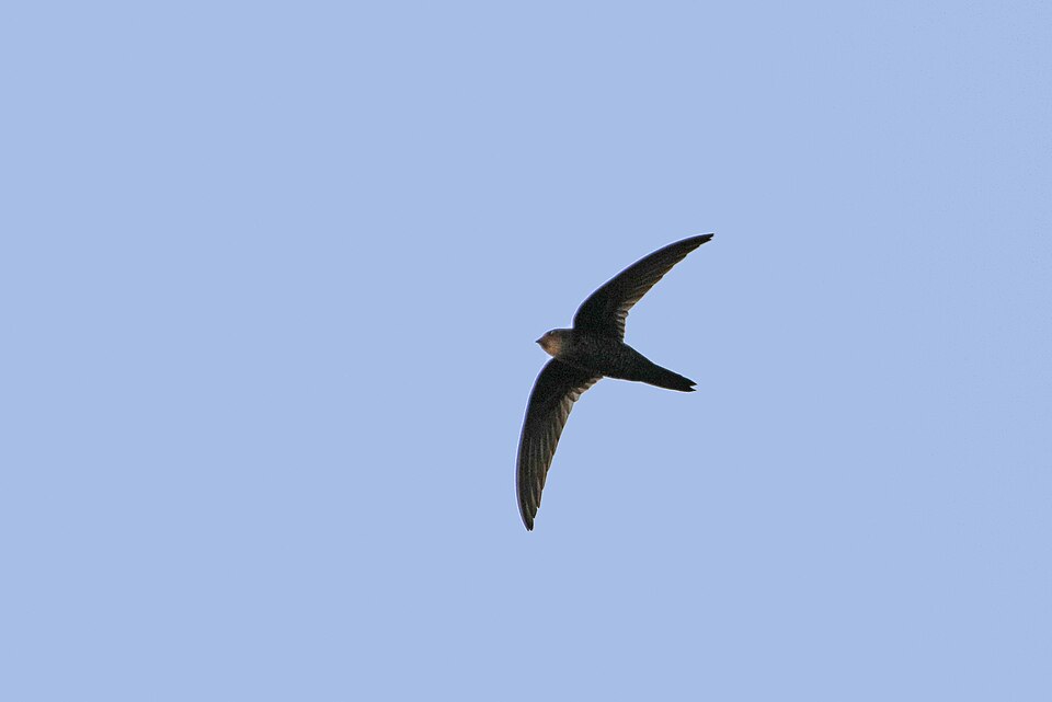 Cook's Swift