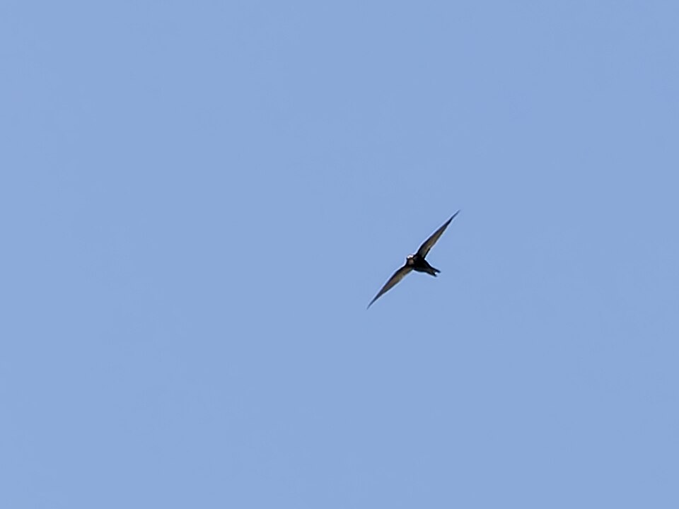 Nyanza Swift