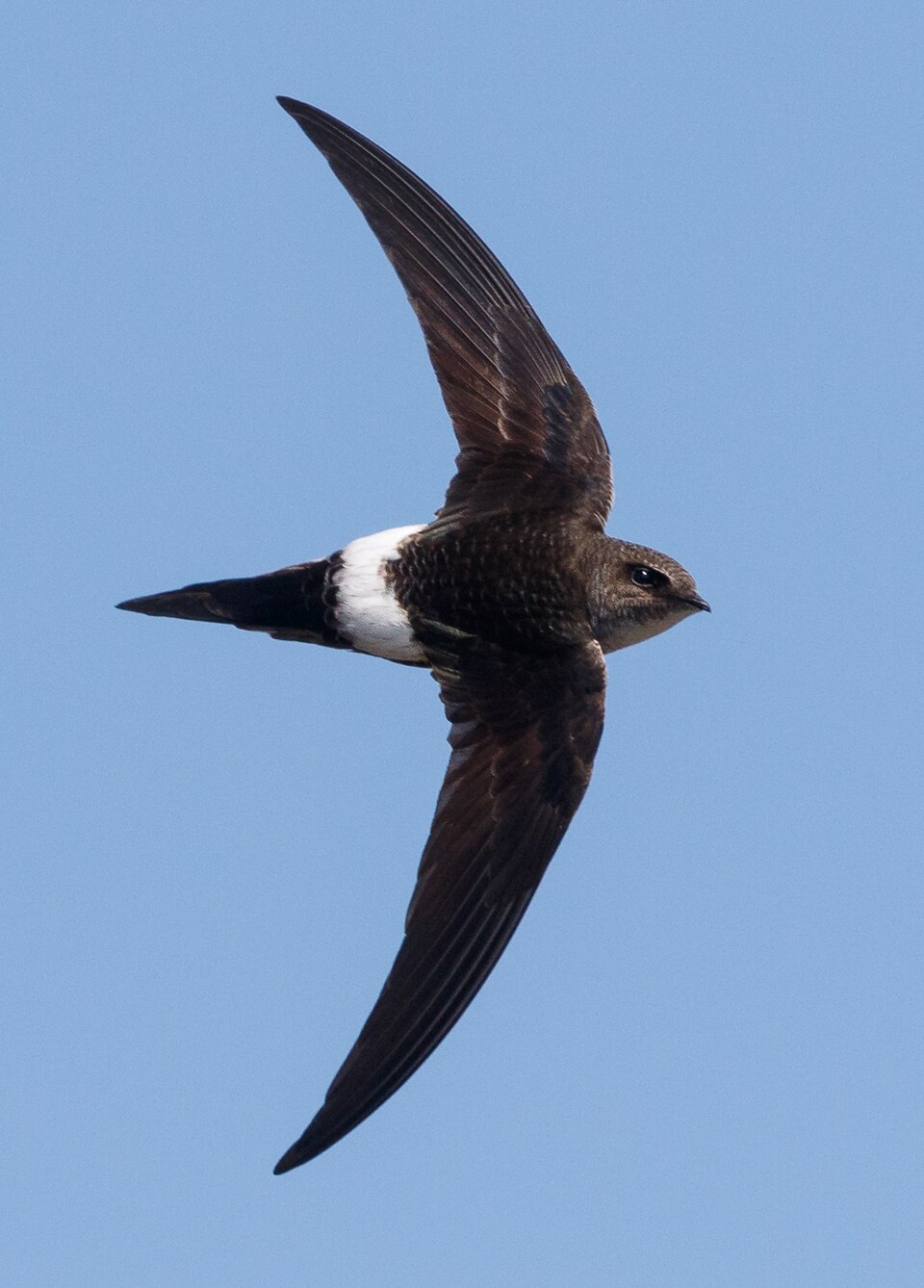 Pacific Swift