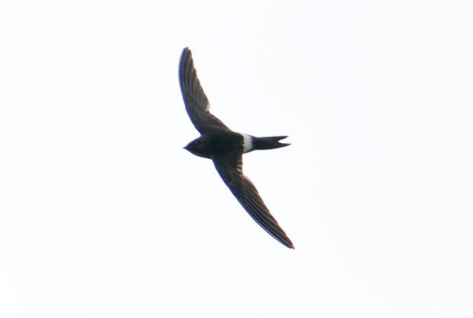 Salim Ali's Swift