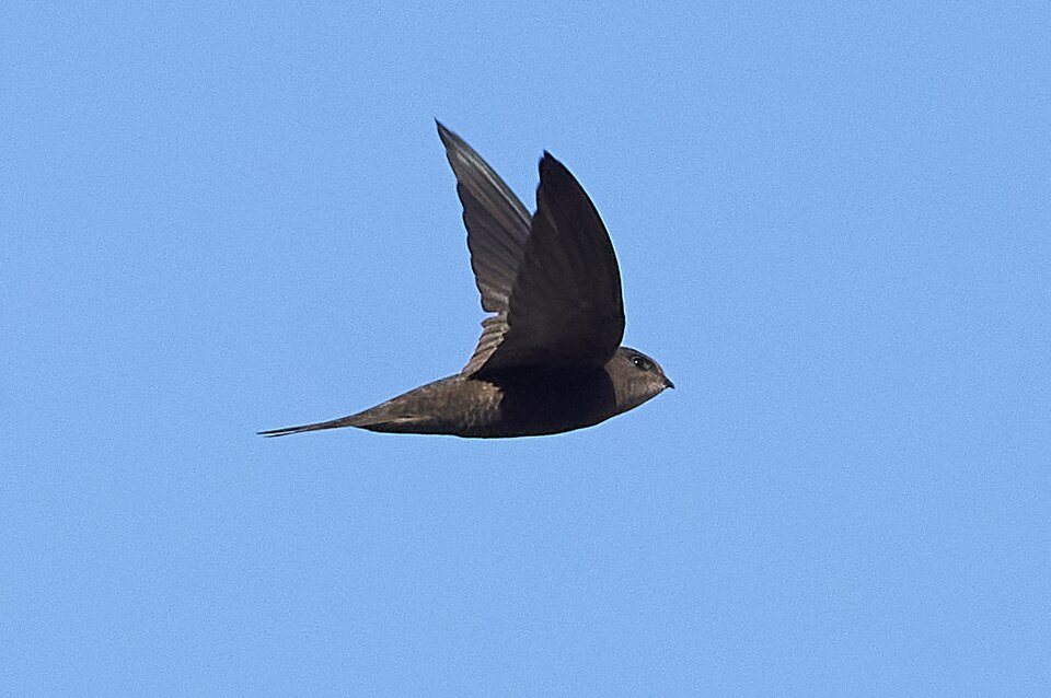 Plain Swift