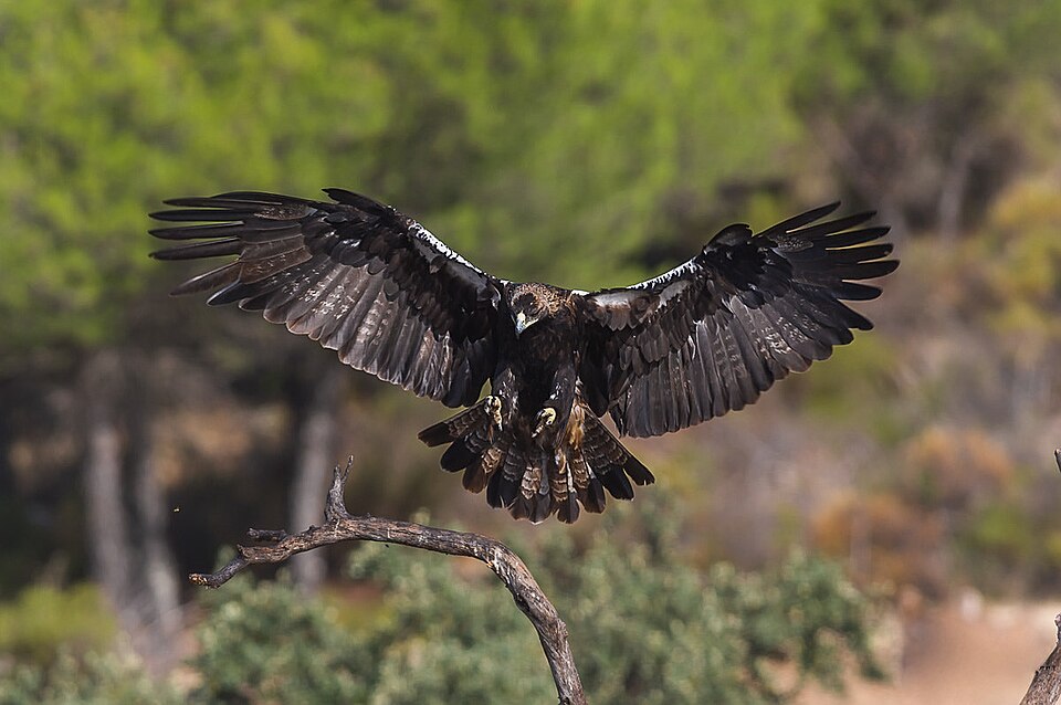 Spanish Imperial Eagle