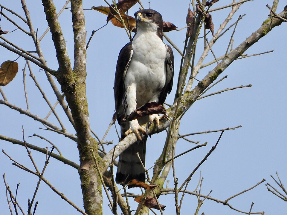Cassin's Hawk-Eagle