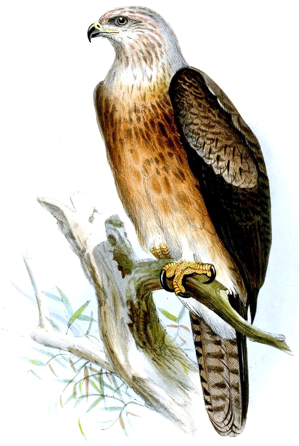 Gurney's Eagle