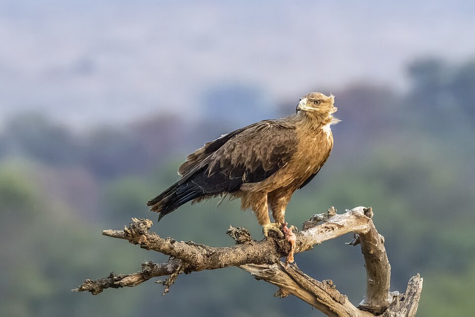 Tawny Eagle