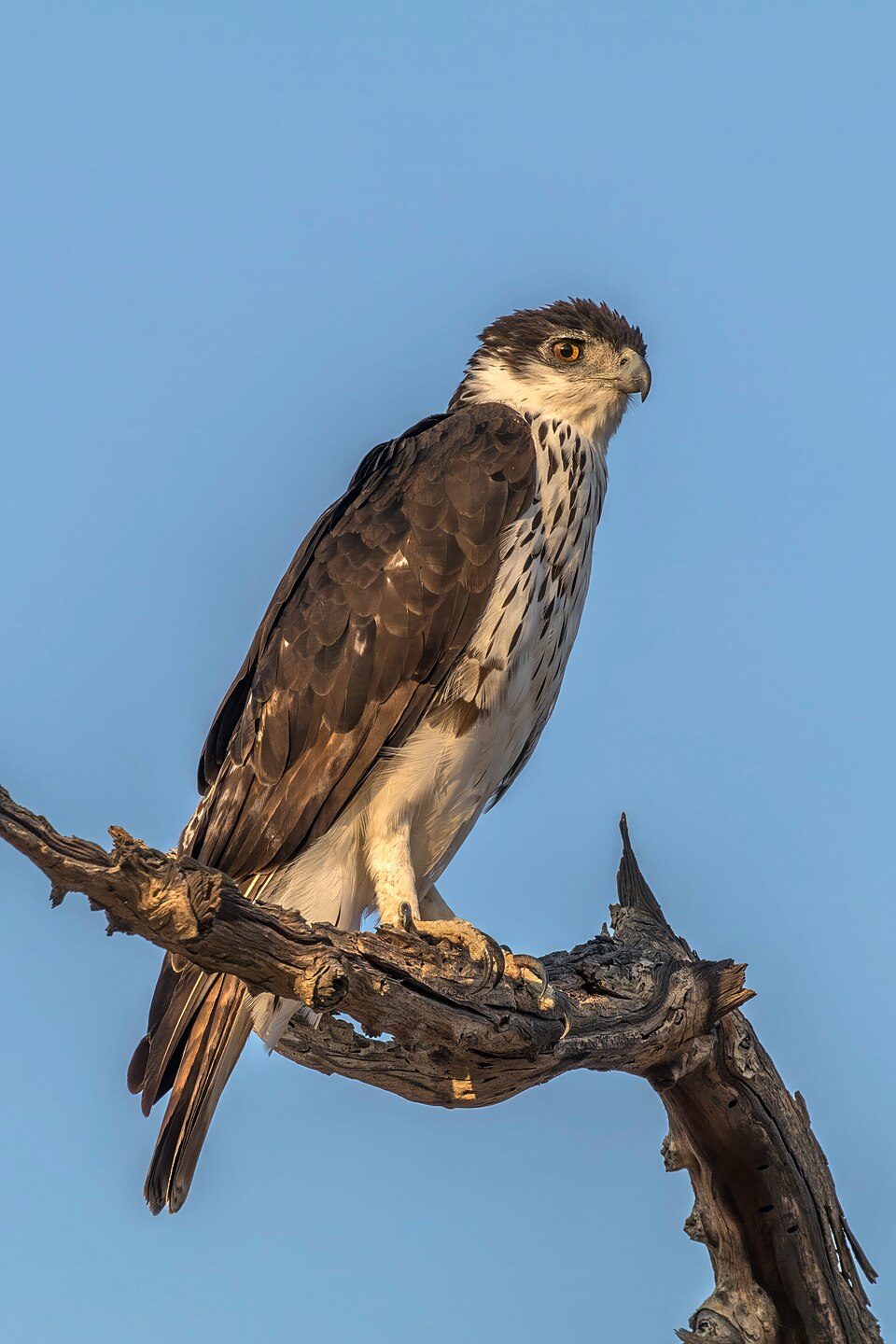 African Hawk-Eagle