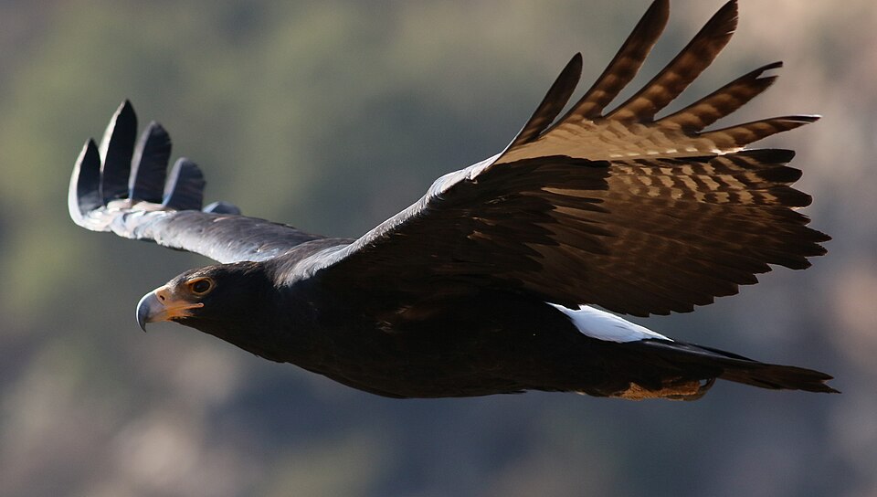Verreaux's Eagle
