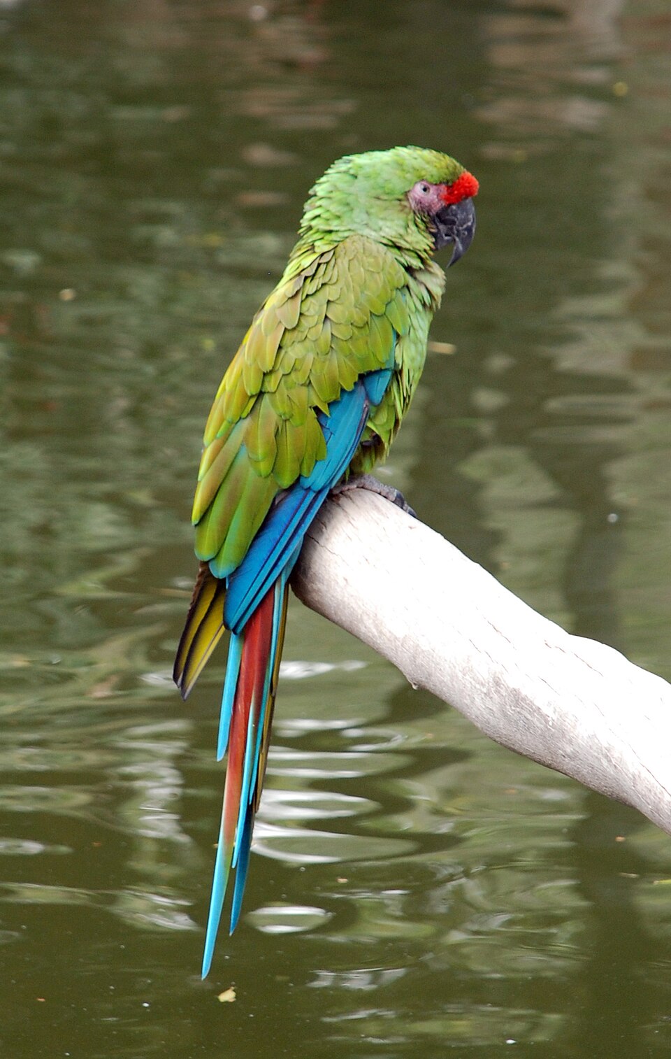 Military Macaw
