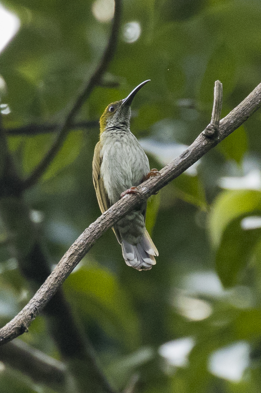 Streaky-breasted Spiderhunter