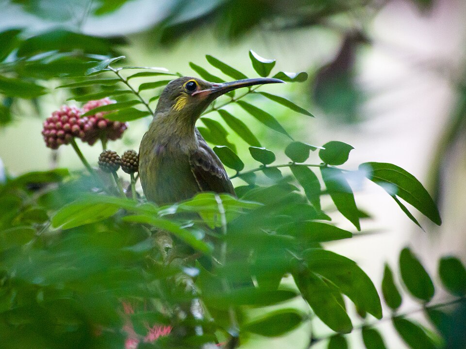 Yellow-eared Spiderhunter