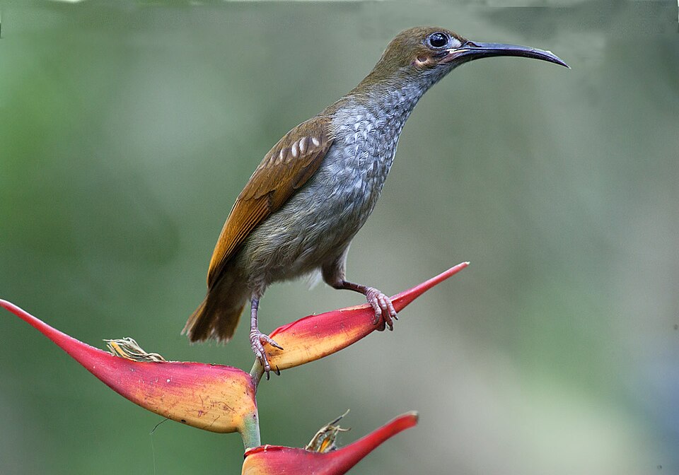 Naked-faced Spiderhunter