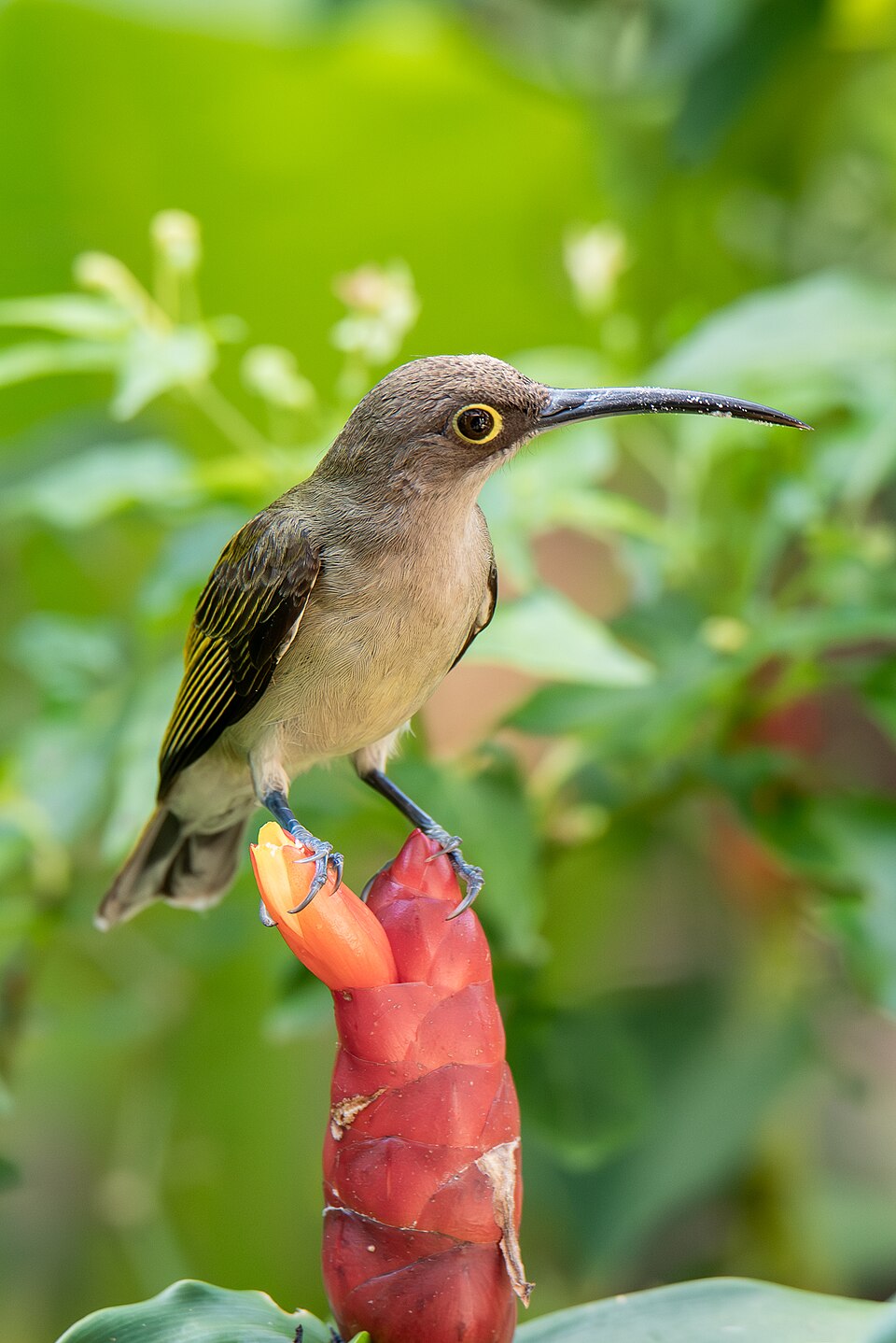 Pale Spiderhunter