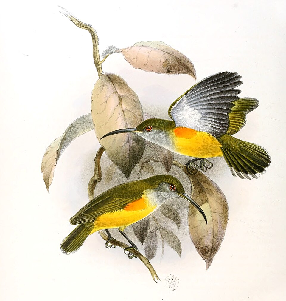 Orange-tufted Spiderhunter