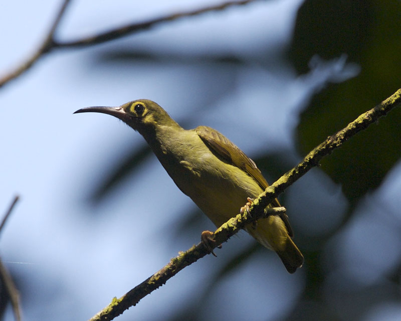 Spectacled Spiderhunter