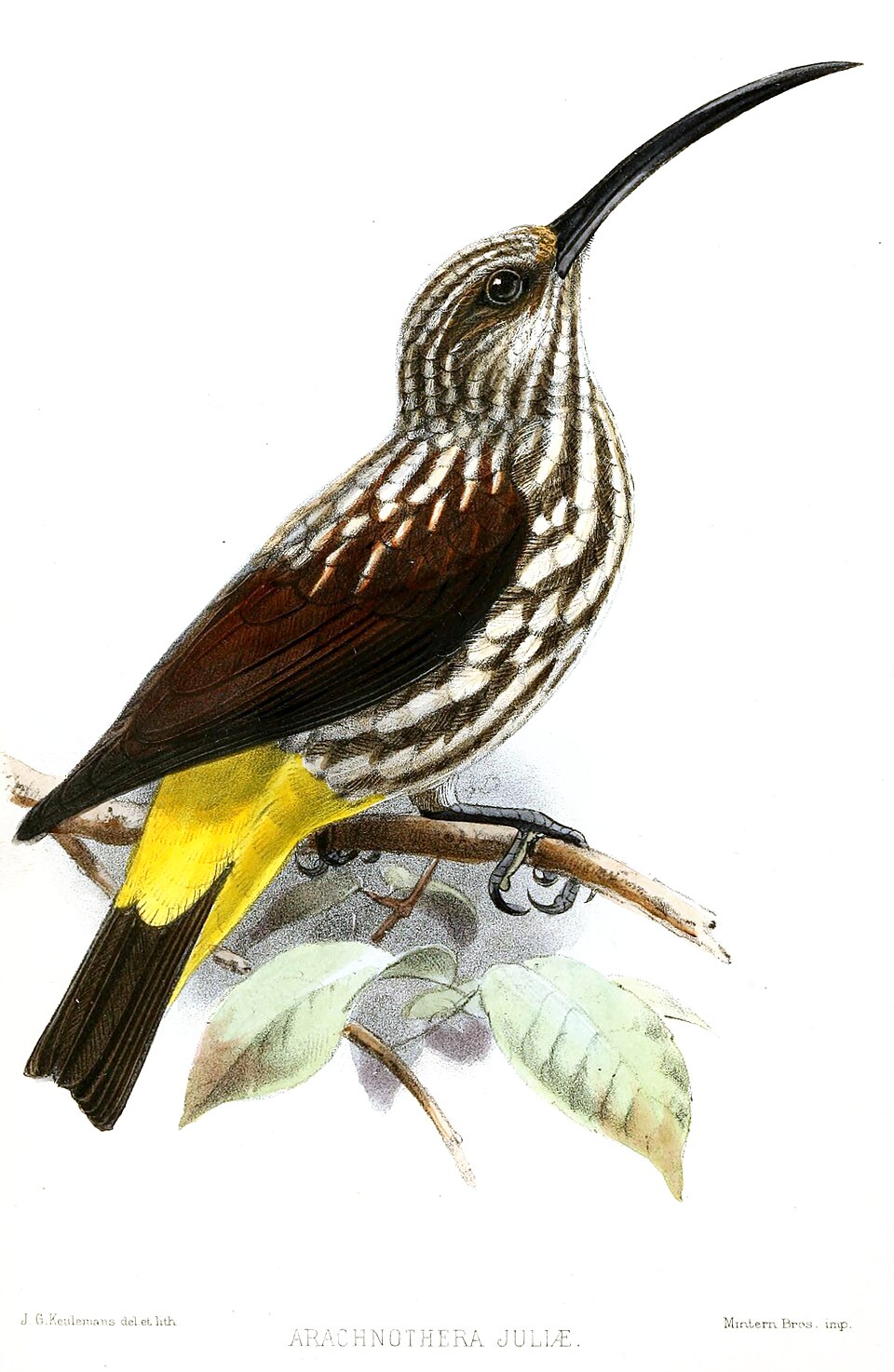 Whitehead's Spiderhunter