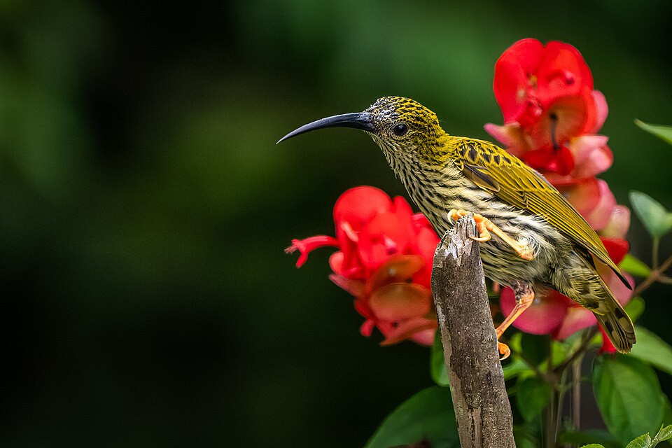 Streaked Spiderhunter