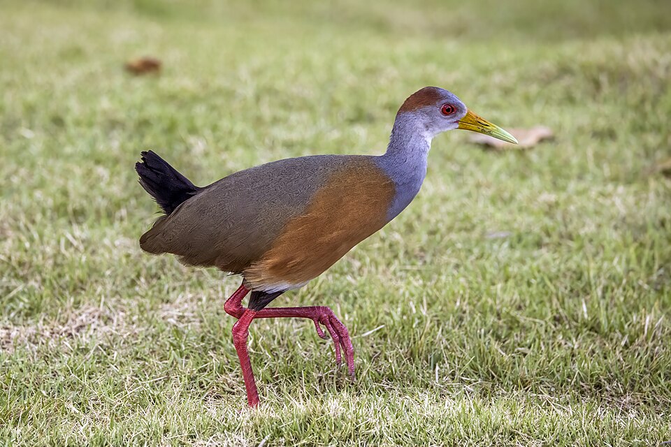 Russet-naped Wood Rail