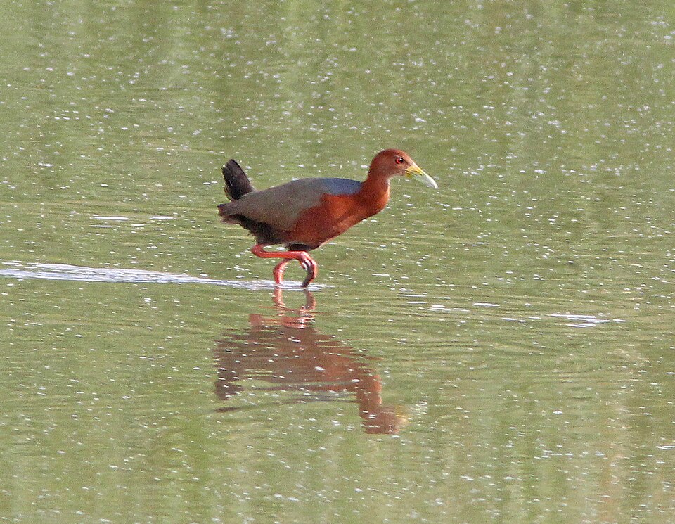Rufous-necked Wood Rail