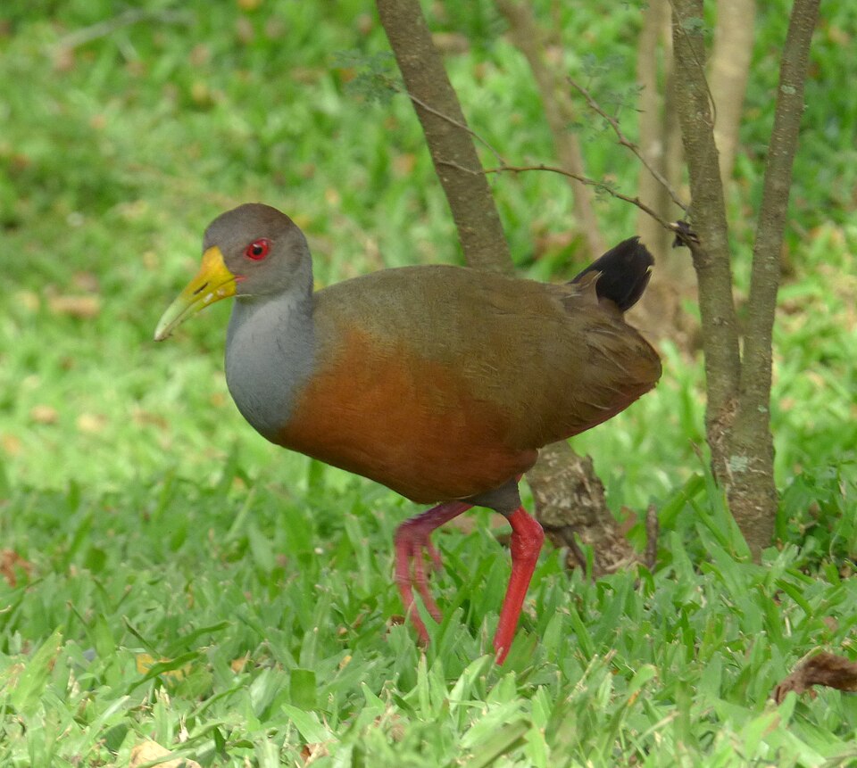 Grey-cowled Wood Rail