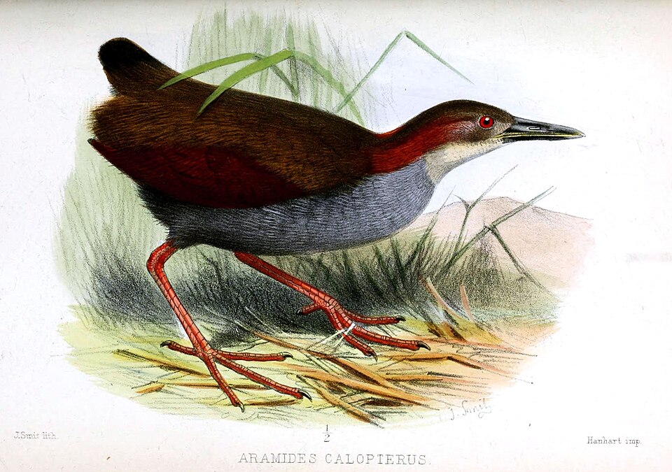 Red-winged Wood Rail