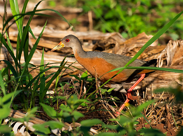 Little Wood Rail