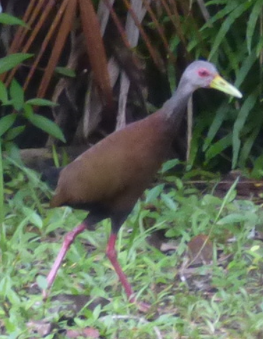 Brown Wood Rail