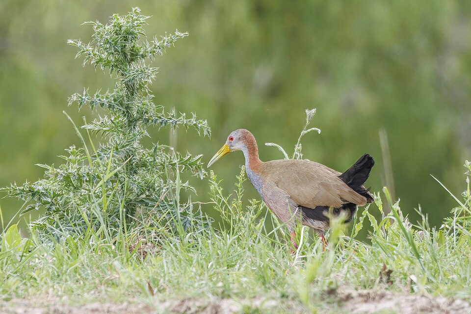 Giant Wood Rail