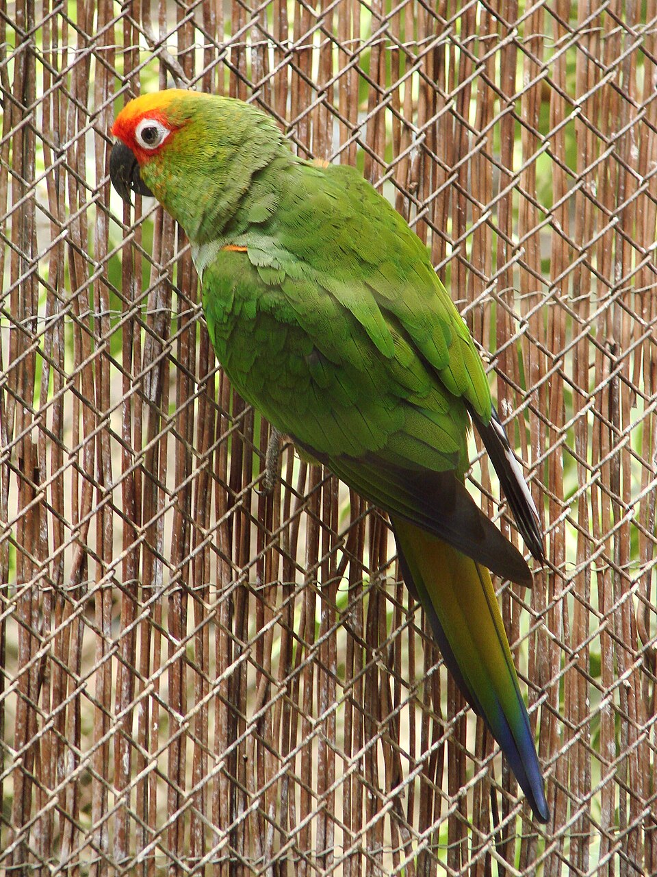 Golden-capped Parakeet