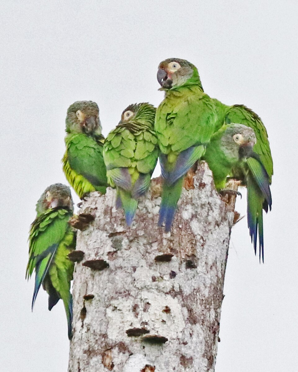 Dusky-headed Parakeet