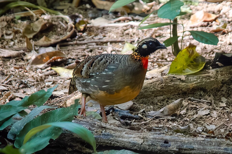 Hainan Partridge