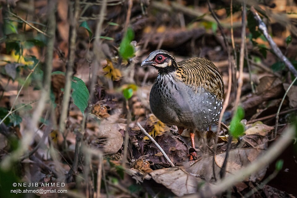 White-cheeked Partridge