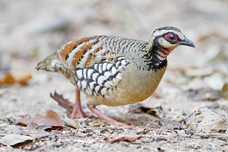 Bar-backed Partridge