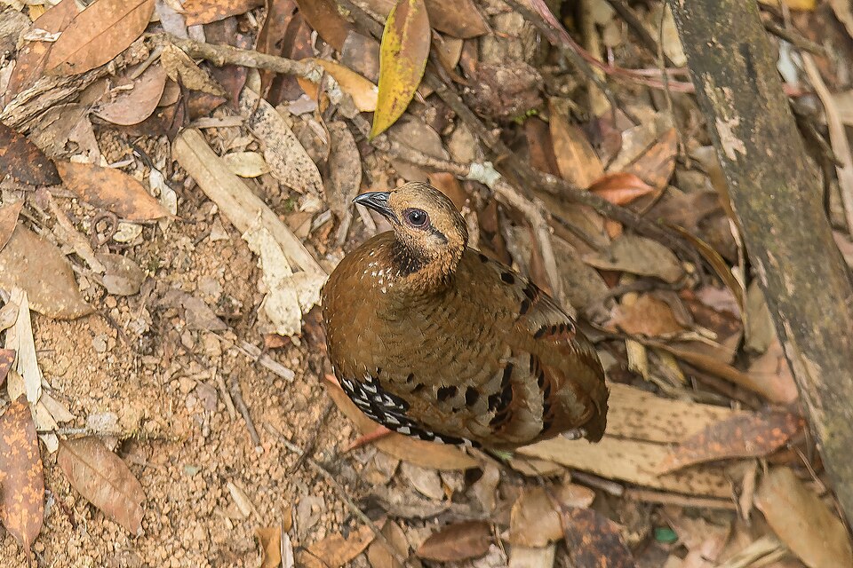 Chestnut-headed Partridge