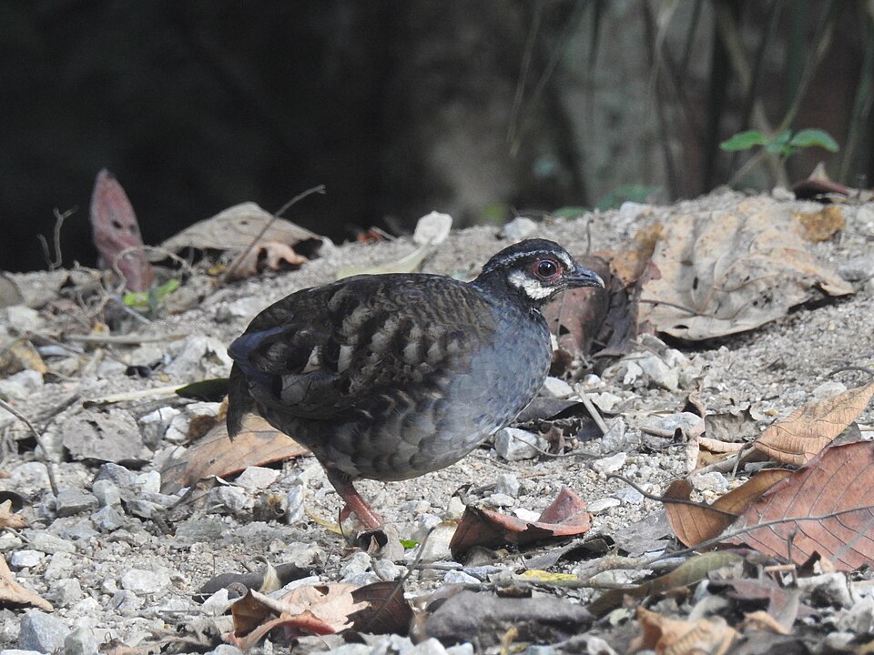 Malayan Partridge
