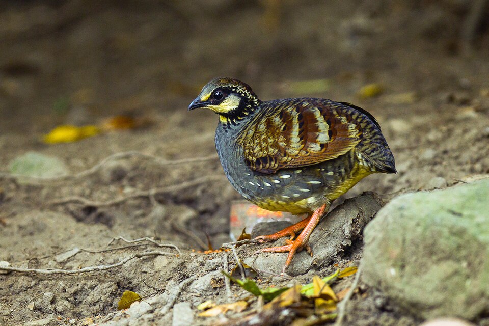 Taiwan Partridge