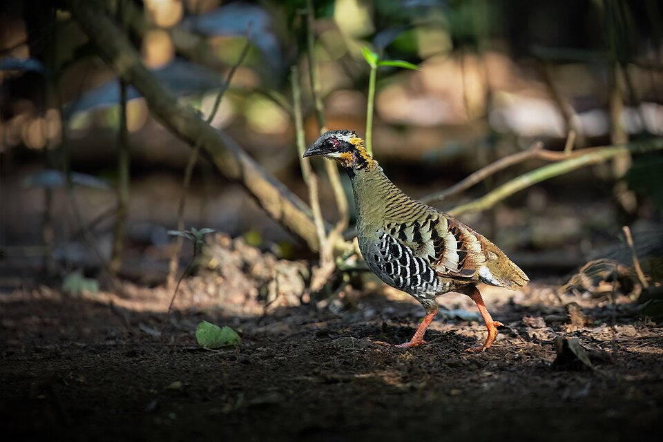 Orange-necked Partridge