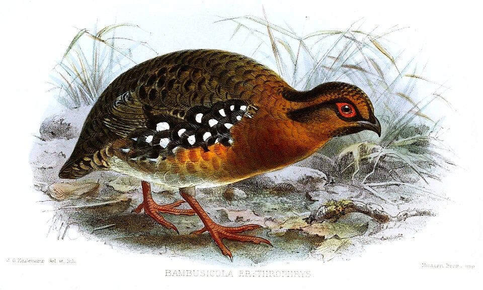 Red-breasted Partridge